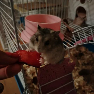 Russian dwarf hamsters available