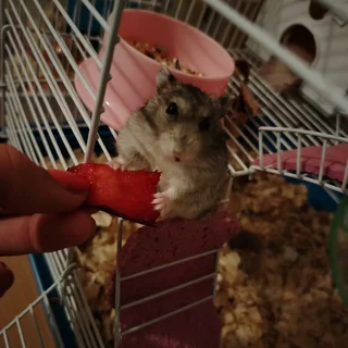 Russian dwarf hamsters available