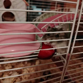 Russian dwarf hamsters available