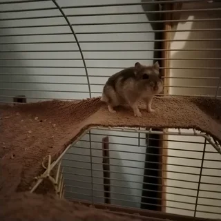 Russian dwarf hamsters available