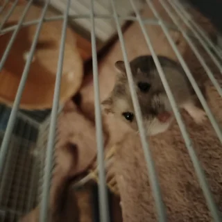 Russian dwarf hamsters available