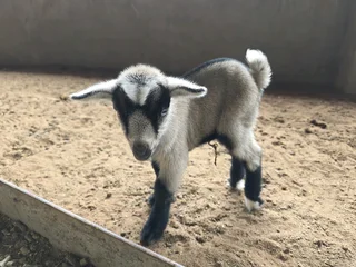 Nigerian Dwarf goat bucklings for sale.