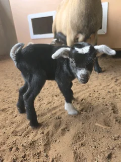Nigerian Dwarf goat bucklings for sale.