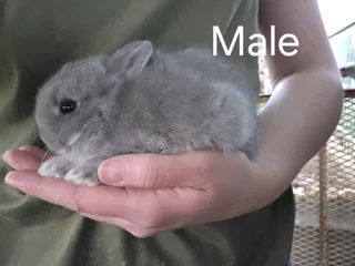 Netherland dwarf Rabbits