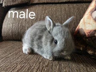 Netherland dwarf Baby Rabbits