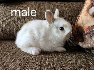 Netherland dwarf Baby Rabbits