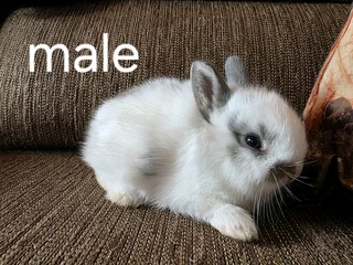 Netherland dwarf Baby Rabbits