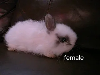 Netherland dwarf Baby Rabbits