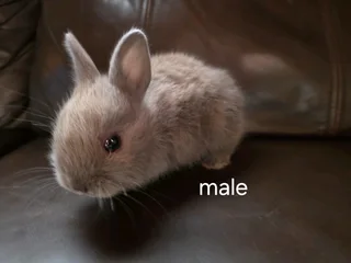 Netherland dwarf Baby Rabbits
