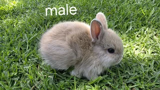 Netherland dwarf Baby Rabbits
