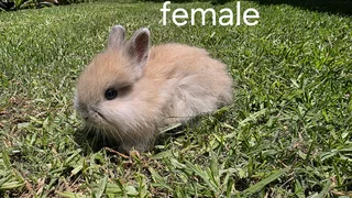 Jersey woolies Baby Rabbits