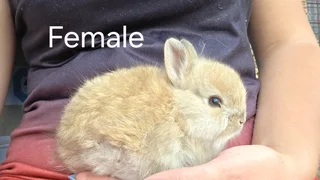 Jersey woolies Rabbits