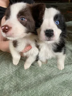 Border Collies