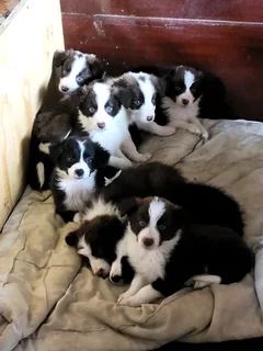 Border Collies