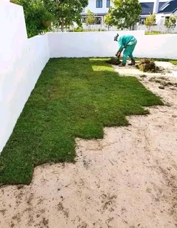 Kikuyu, LM Beria and Buffalo Grass Delivery and supply