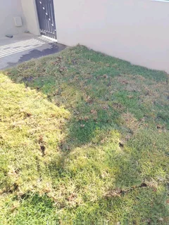 Kikuyu, LM Beria and Buffalo Grass Delivery and supply