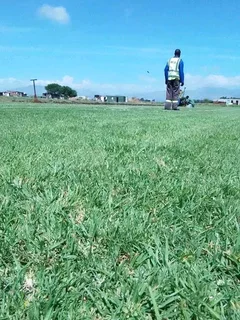 Kikuyu, LM Beria and Buffalo Grass Delivery and supply