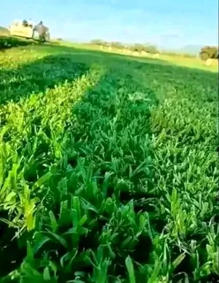 Kikuyu, LM Beria and Buffalo Grass Delivery and supply