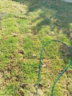 Kikuyu, LM Beria and Buffalo Grass Delivery and supply