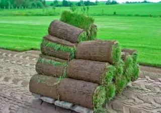 Kikuyu, LM Beria and Buffalo Grass Delivery and supply