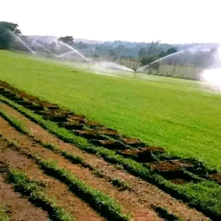 Kikuyu, LM Beria and Buffalo Grass Delivery and supply