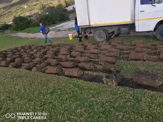 Kikuyu, LM Beria and Buffalo Grass Delivery and supply