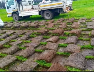 Kikuyu, LM Beria and Buffalo Grass Delivery and supply