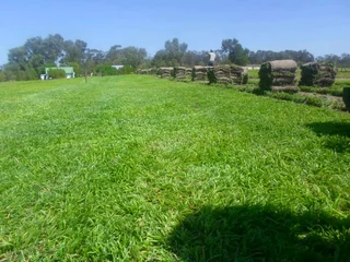 Kikuyu, LM Beria and Buffalo Grass Delivery and supply