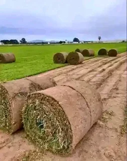 Kikuyu, LM Beria and Buffalo Grass Delivery and supply