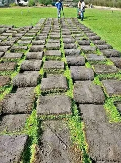 Kikuyu, LM Beria and Buffalo Grass Delivery and supply