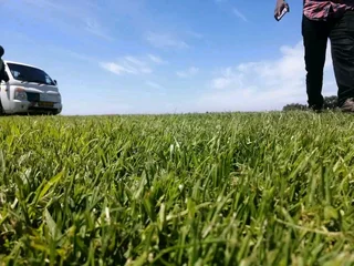 Kikuyu, LM Beria and Buffalo Grass Delivery and supply