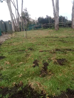 Kikuyu, LM Beria and Buffalo Grass Delivery and supply