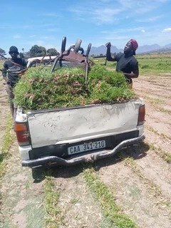 Kikuyu, LM Beria and Buffalo Grass Delivery and supply