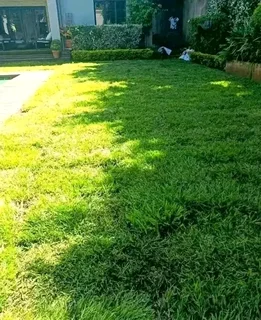 Kikuyu, LM Beria and Buffalo Grass Delivery and supply