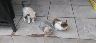 Kittens for good home