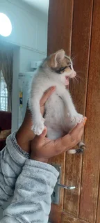 Kittens for good home