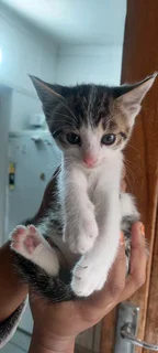 Kittens for good home