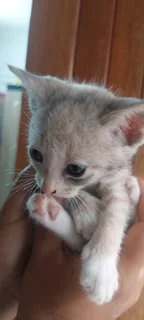 Kittens for good home