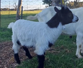 Male Goat