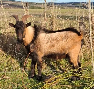 Male Goat