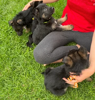 Germen Shepherd Puppies (GSD)