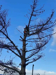Tree felling