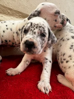 Stunning Dalmatian Pups (Purebred) - ready 7 Dec!