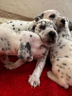 Stunning Dalmatian Pups (Purebred) - ready 7 Dec!