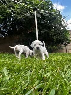 Stunning Dalmatian Pups (Purebred) - ready 7 Dec!