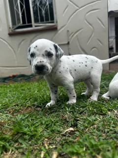 Stunning Dalmatian Pups (Purebred) - ready 7 Dec!