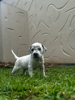 Stunning Dalmatian Pups (Purebred) - ready 7 Dec!