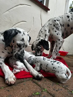 3 Purebred Dalmatian Male Puppies | Available Immediately | Perfect Christmas Puppies | Pedigree
