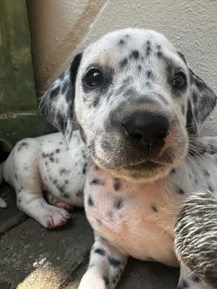 3 Purebred Dalmatian Male Puppies | Available Immediately | Perfect Christmas Puppies | Pedigree