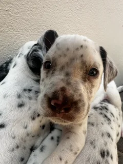 3 Purebred Dalmatian Male Puppies | Available Immediately | Perfect Christmas Puppies | Pedigree